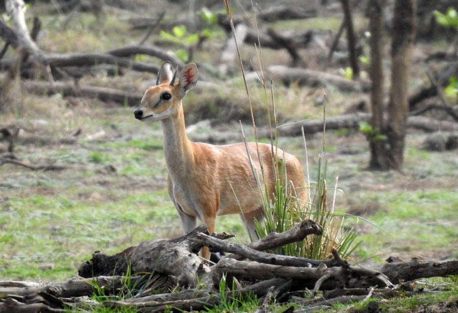 Rangayyanadurga Wildlife Sanctuary, Davanagere, Karnataka - Vushii.com